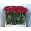 product/img.floraplaza.nl/RFUR6-LIVE_fotos-0x213E5BFE6464C830AF53CEA0015AE08F6C866525.jpg
