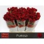 product/img.floraplaza.nl/RFUR6-LIVE_fotos-0x3BD8981F842E4BC976CCEB590C1A64605E3B81FD.jpg