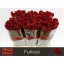 product/img.floraplaza.nl/RFUR6-LIVE_fotos-0x9B9E7C62382FCA4F3E741087740583743F08219A.jpg