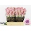 product/img.floraplaza.nl/RGLA4-LIVE_fotos-0x96475D5423CDE65BFC1596261BFF92546260AEFE.jpg