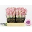 product/img.floraplaza.nl/RGLA4-LIVE_fotos-0xEE963B93457A6A80689E21022E0D548F165019C9.jpg