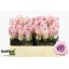 product/img.floraplaza.nl/RGLA5-LIVE_fotos-0xBF3C9E876DDE1D5437DB0B14B9067348BB669101.jpg