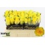 product/img.floraplaza.nl/RGOLS5-LIVE_fotos-0x3B1BAD608D66EE94B7283EF55CBE89C6A485893E.jpg