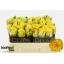 product/img.floraplaza.nl/RGOLS5-LIVE_fotos-0xB3B07D4B5542E915364B6E2AFC7F7AC0BBC3E5F0.jpg