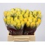product/img.floraplaza.nl/RGOO4-LIVE_fotos-0x6324A08C9701D5A71EDB22E2909D7B4BE4DAADBA.jpg
