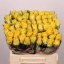 product/img.floraplaza.nl/RGOO4-LIVE_fotos-0x9F53BCA78F4C6F360BA42C8E2E47A1F80405216A.jpg