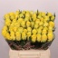 product/img.floraplaza.nl/RGOO4-LIVE_fotos-0xCF4B41BDA855C024B215E3E2A59D996242BBCB11.jpg