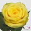 product/img.floraplaza.nl/RGOO5-ART_Fotos-VBN-vbn103581.jpg