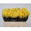 product/img.floraplaza.nl/RGOO5-LIVE_fotos-0x8B5316D5B60CBA4713CB17D559AE75FD779BC231.jpg