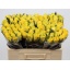 product/img.floraplaza.nl/RGOO5-LIVE_fotos-0x8CC5CF580C652FF34339EF4EE98CD3477D08389E.jpg