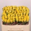 product/img.floraplaza.nl/RGOO5-LIVE_fotos-0xE9D9CFA0630D11D19895067B179B72A83EFA7D0C.jpg