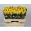 product/img.floraplaza.nl/RGOO6ETH-LIVE_fotos-0x0E27AED48CA9931EECE362D02A9A2B0495AB87D9.jpg