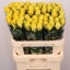 product/img.floraplaza.nl/RGOO8-LIVE_fotos-0x6D681FDC055852309E36F82F953D9C2941354563.jpg