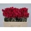 product/img.floraplaza.nl/RGRAE5-LIVE_fotos-0xE82324F2C586F8FF931AE711E4E4FDD5F46C6903.jpg