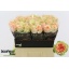 product/img.floraplaza.nl/RGRAV6-LIVE_fotos-0xDEA2CE9A26B28F2DBD02E9ABCEC1EE7F1B5A8E15.jpg