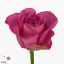 product/img.floraplaza.nl/RH3O5-ART_Fotos-VBN-vbn106672.jpg