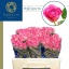 product/img.floraplaza.nl/RH3O5-LIVE_fotos-0x79AC68B25FEB4CEA980359A58AD661BA056AD9A0.jpg