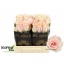 product/img.floraplaza.nl/RHARP4-LIVE_fotos-0xAC10F73066A82A3426BD42CCD86CE60B0E5E9A50.jpg