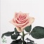 product/img.floraplaza.nl/RHEA4-ART_Fotos-VBN-vbn19857.jpg