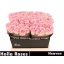 product/img.floraplaza.nl/RHEA4-LIVE_fotos-0x191EC652C657101FD523DA81BDE7D9EB040D11F3.jpg