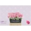 product/img.floraplaza.nl/RHEI4-LIVE_fotos-0x2DE954DA0AD9C31A21D0A4D2862989EAEDE28A9C.jpg
