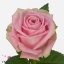 product/img.floraplaza.nl/RHEI5-ART_fotos-VBN-vbn104927.jpg