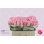 product/img.floraplaza.nl/RHEI5-LIVE_fotos-0x0DFD813C04B9AABB681A20058CDAD2E571BB33EA.jpg