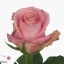 product/img.floraplaza.nl/RHER5-ART_fotos-VBN-vbn110494.jpg