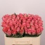 product/img.floraplaza.nl/RHER5-LIVE_fotos-0x304B7338287C1A0576432CBF35DB0FD852EBECDE.jpg