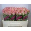 product/img.floraplaza.nl/RHER5-LIVE_fotos-0x7F8F8CE7BAB5F65B2E99A4B35BADA6EF6DFFBE67.jpg