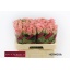 product/img.floraplaza.nl/RHERM6-LIVE_fotos-0xDBB95F4EC6BAEE3A9398D4AEA56DA680A32148CB.jpg