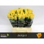 product/img.floraplaza.nl/RJAC4-LIVE_fotos-0x2AE76C6EE9B9758651B6DE151C090D471CC70F0D.jpg