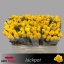 product/img.floraplaza.nl/RJAC5AFRI-LIVE_fotos-0x9B98149F7F446CA3988AC7306DF338DFDD38668F.jpg