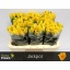 product/img.floraplaza.nl/RJAC6-LIVE_fotos-0x1C5293DBC1D3504D6B6DBE4CC911DE67AB2409FB.jpg