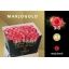 product/img.floraplaza.nl/RJUM6-LIVE_fotos-0xE2C9372CD9316DCA57A4AA99449661EECB6A5760.jpg
