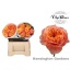 product/img.floraplaza.nl/RKENG4-LIVE_fotos-0x3C42E5A7806AE6EDACC4B19BDA1C8D6967F027FC.jpg