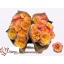 product/img.floraplaza.nl/RKENG4-LIVE_fotos-0x8F8A5355F6879002010C63221B6DFC9470C163FC.jpg