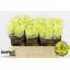 product/img.floraplaza.nl/RLEMZ5-LIVE_fotos-0xA4D9021F9924EB0F28993BF7AD34DE35CF8D38EB.jpg