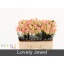 product/img.floraplaza.nl/RLOV5J-LIVE_fotos-0x088265EE54F2754649892753508EEDCBF1E572DA.jpg