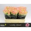 product/img.floraplaza.nl/RLOV5J-LIVE_fotos-0x7457AE17BD68765C8000CC887395E3E9134E97B4.jpg