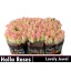 product/img.floraplaza.nl/RLOV5J-LIVE_fotos-0xAC723FC8F6B80FA23696F88339556BBD8C17A1DE.jpg