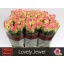 product/img.floraplaza.nl/RLOV6J-LIVE_fotos-0xA128419D619AB84B8EFC22ED443A8C07693BB5A7.jpg