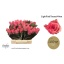 product/img.floraplaza.nl/RLPIN4-LIVE_fotos-0x015F0E717FC0C35FE7443CC924F2F72A9059EDEF.jpg