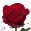 product/img.floraplaza.nl/RMAD4-ART_Fotos-VBN-vbn112158.jpg