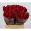 product/img.floraplaza.nl/RMAD4-LIVE_fotos-0x1D2CBC3F4D42865CEE4BAE5FC0A94FEE0D3AE325.jpg