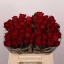 product/img.floraplaza.nl/RMAD4-LIVE_fotos-0x3E0319A2B9994ACEEFA56336DDBE98C18E6BCEDD.jpg
