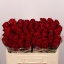 product/img.floraplaza.nl/RMAD5-LIVE_fotos-0x1BAC046EE09F238A8E4BDD0602C192ED61168BE2.jpg