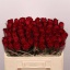 product/img.floraplaza.nl/RMAD5-LIVE_fotos-0x43D63A5DA84B1C56645881B76BC2E16104840FAC.jpg