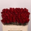 product/img.floraplaza.nl/RMAD5-LIVE_fotos-0x85A356D73D8B2FD5E39DB3D1C13064308A96005F.jpg