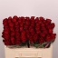 product/img.floraplaza.nl/RMAD5-LIVE_fotos-0xAF050D1113F38C7CA63F7FEA3425F1EA45E61ECE.jpg